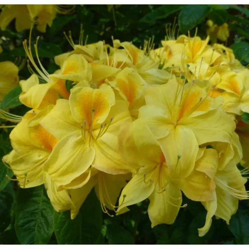 Švelnioji azalija - Rhododendron mollis GOLDEN SUNSET