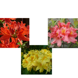 copy of Rhododendron KERMESINA