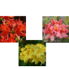 Švelnioji azalija - Rhododendron mollis MIX