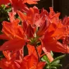 Švelnioji azalija - Rhododendron mollis FIREBALL