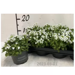 Kaukazinis vaistutis - Arabis caucasica LITTLE TREASURE White