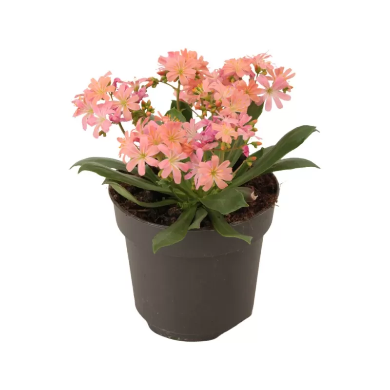 Lewisia cotyledon salmon