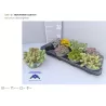Lauko šilokų asorti - Sedum MIX