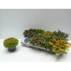 Daugiametės gėlės internetu su pristatymu į namus