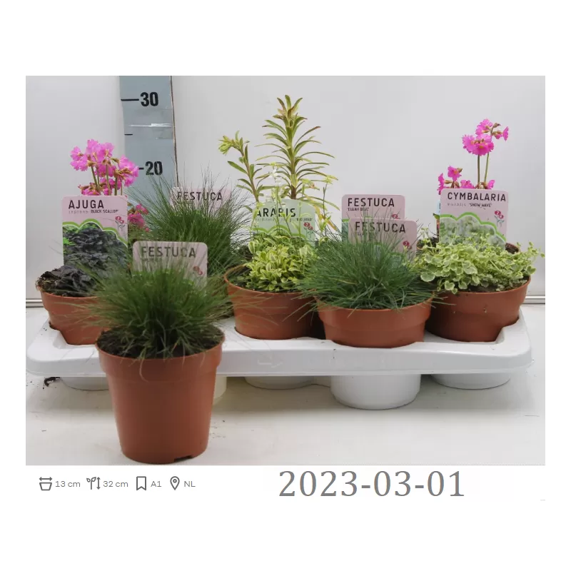 Daugiamečių gėlių asorti PAVASARIS