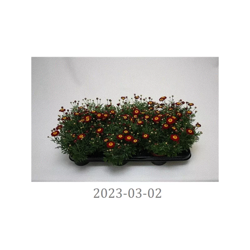 copy of Krūminis sidabrūnis - Argyranthemum frutescens LA Rita COMPACT WHITE 10.5Ø