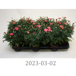 copy of Krūminis sidabrūnis - Argyranthemum frutescens LA Rita COMPACT WHITE 10.5Ø