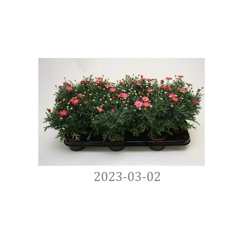 Krūminis sidabrūnis - Argyranthemum frutescens LA RITA SALMON PINK