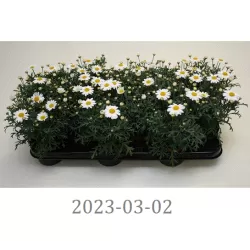 Krūminis sidabrūnis - Argyranthemum frutescens LA RITA COMPACT WHITE