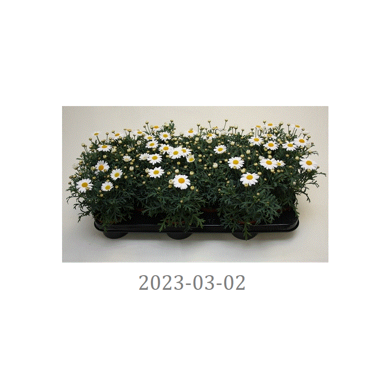 copy of Krūminis sidabrūnis - Argyranthemum frutescens LA Rita COMPACT WHITE 10.5Ø