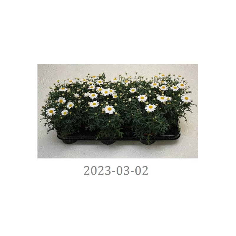 Krūminis sidabrūnis - Argyranthemum frutescens LA RITA COMPACT WHITE