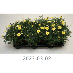 Argyranthemum frutescens LA Rita yellow