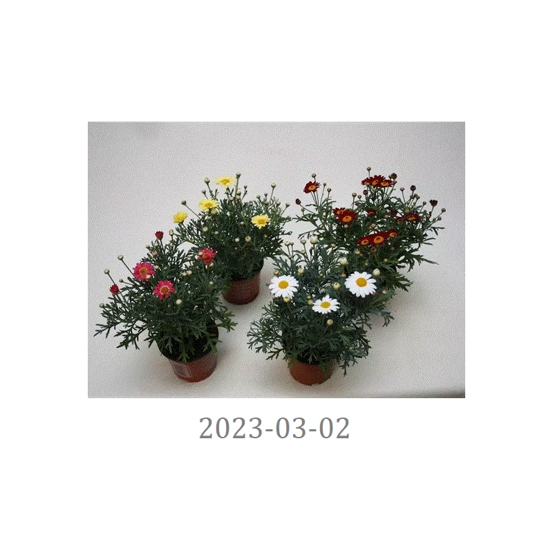 Krūminis sidabrūnis - Argyranthemum frutescens LA RITA MIX