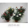 Krūminis sidabrūnis - Argyranthemum frutescens LA RITA MIX