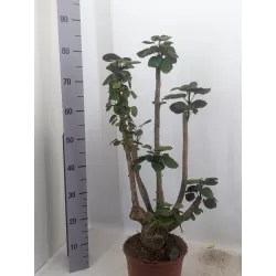 Stimbris - Polyscias Fabian 21Ø 80cm gyva foto 2022-02-14