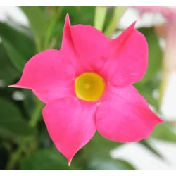 Mandevila (sundavilė, mandevilė, dipladenija) - Mandevilla sundaville (syn. dipladenia) 15Ø 40cm
