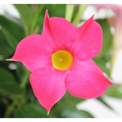 Mandevilė (sundavilė, mandevila, dipladenija) - Mandevilla sundaville (syn. dipladenia)