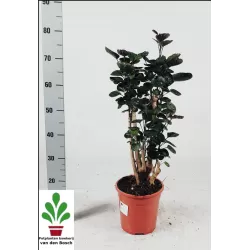 Stimbris - Polyscias Fabian 21Ø 80cm gyva foto 2022-02-14