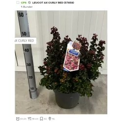 Svyrančioji leukotoja - Leucothoe fontanesiana LOVITA