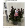 Svyrančioji leukotoja - Leucothoe fontanesiana LOVITA