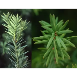 Taxus media HICKSII