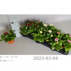 Daugiametė saulutė - Bellis perennis MIX