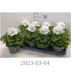 Pelargonium Grandiflorum MIX