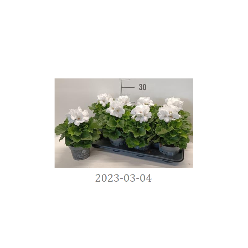 Pelargonija - 	Pelargonium Grandiflorum (balta)
