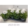 Pelargonium Grandiflorum MIX