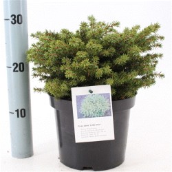 Paprastoji eglė Little Gem - Picea abies 'Little Gem'