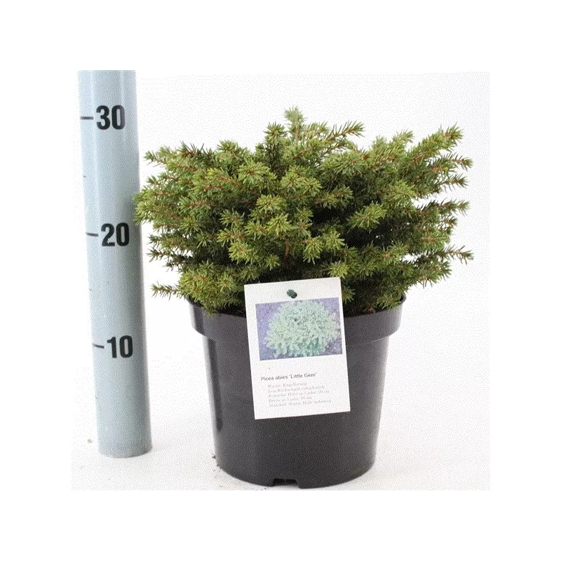 Paprastoji eglė Little Gem - Picea abies 'Little Gem' Paprastoji eglė Little Gem - Picea abies 'Little Gem'
