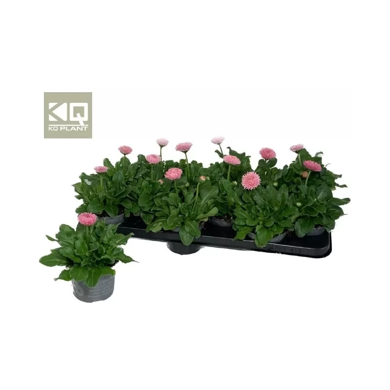 Daugiametė saulutė - Bellis perennis ROGLI ROSE
