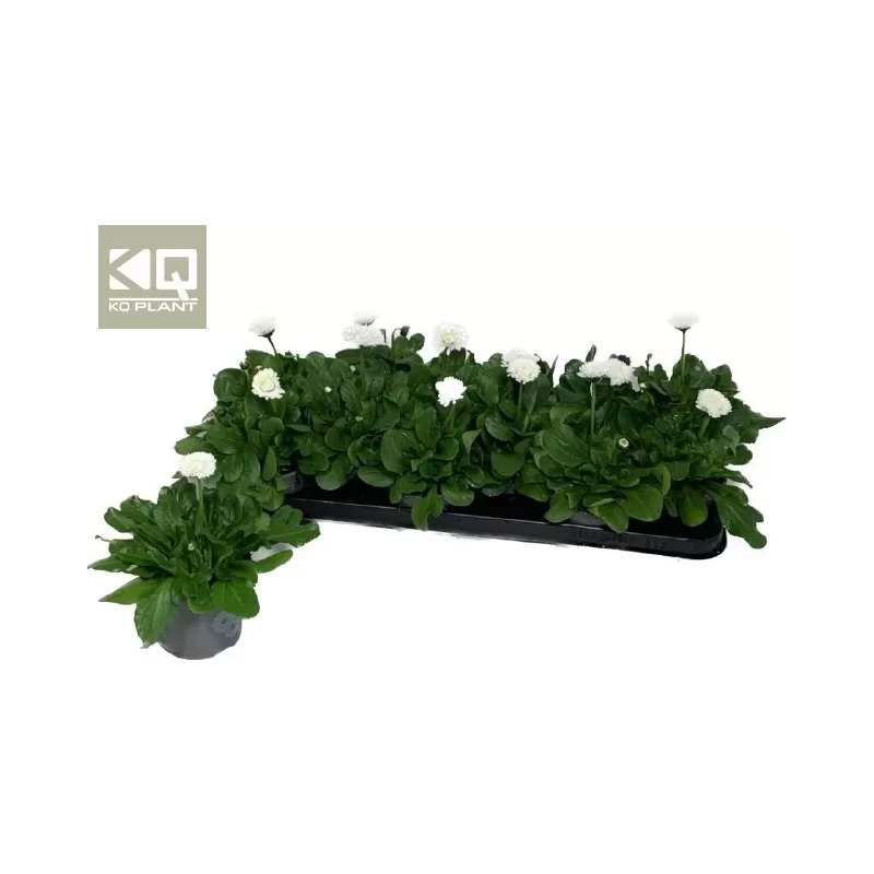 Bellis perennis