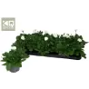 Bellis perennis
