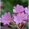 Lewisia cotyledon