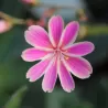 Lewisia cotyledon