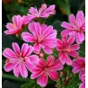 Lewisia cotyledon