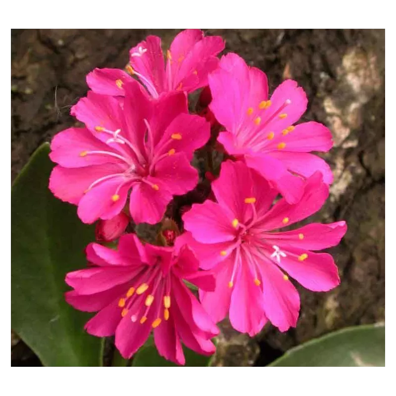 Lewisia cotyledon