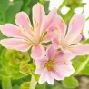 Lewisia cotyledon