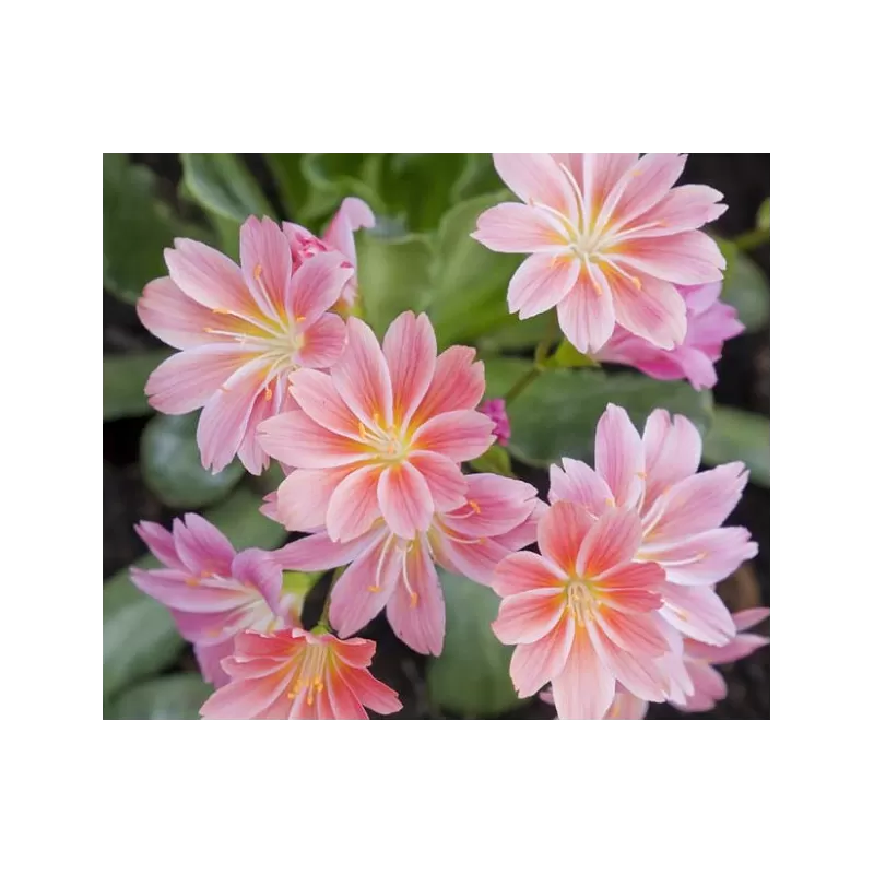Lewisia cotyledon