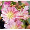 Lewisia cotyledon