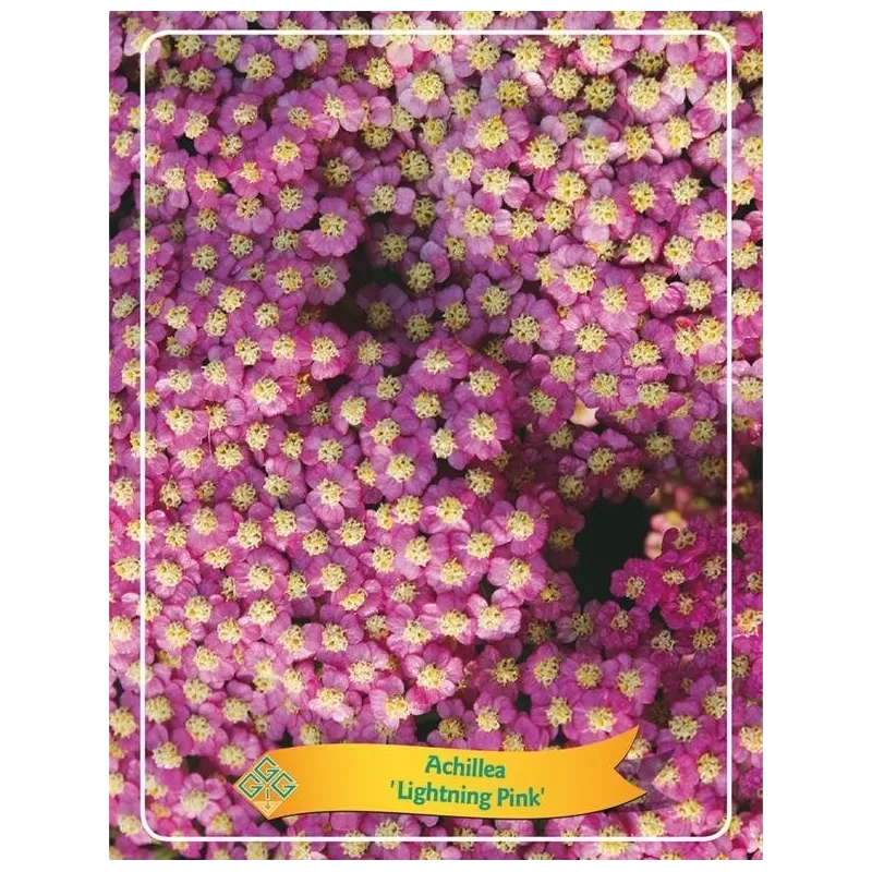 Kraujažolė - Achillea RAINBOW LIGHTNING PINK