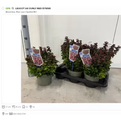 Svyrančioji leukotoja - Leucothoe fontanesiana LOVITA