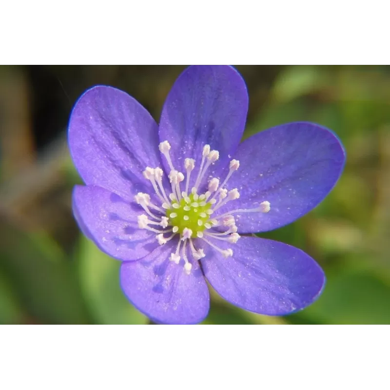 Kilmingoji žibuoklė - Hepatica nobilis