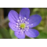 Kilmingoji žibuoklė - Hepatica nobilis