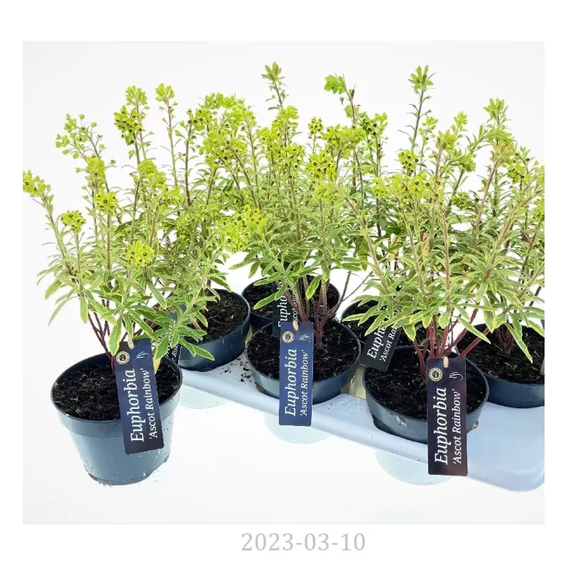Euphorbia x martinii Ascot Rainbow