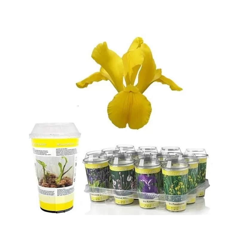 Vandens ir pakrančių augalai