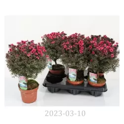 E-medelynas internete: vaismedžiai ir vaiskrūmiai