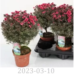 E-medelynas internete: vaismedžiai ir vaiskrūmiai