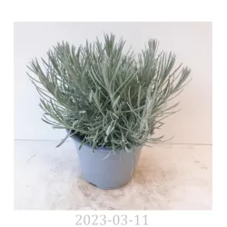 Helichrysum italicum